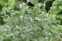 Heliotropium indicum